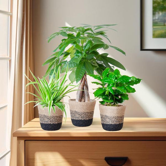 Diervriendelijke Plantenbox (3 plantjes inclusief Mand Jimmi zwart Ø12) Plant Greenify