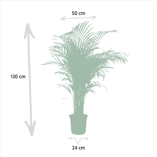Areca palm (130cm - Ø24cm) Plant Greenify