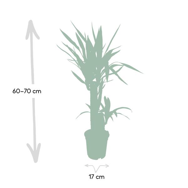 Yucca Elephantipes (85cm - Ø17cm)