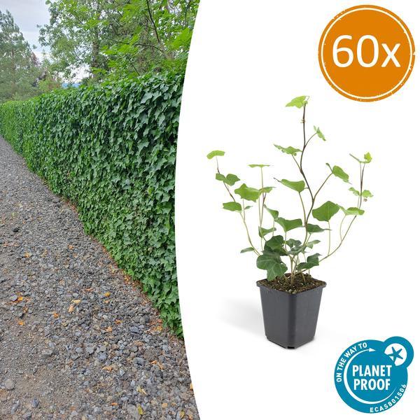 Hedera Hibernica | 10-25cm - Ø9cm Plant Greenify