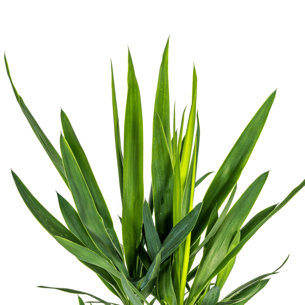 Yucca Elephantipes (80cm - Ø19cm) Plant Greenify