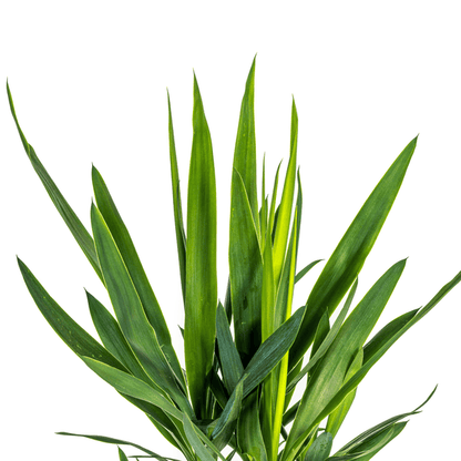 Yucca Elephantipes (80cm - Ø19cm) Plant Greenify