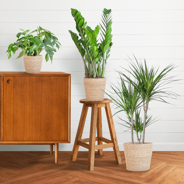 Schaduw Plantenbox medium (3 planten inclusief mand Nila) Plant Greenify