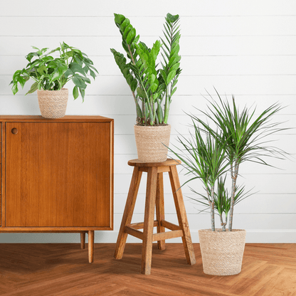 Schaduw Plantenbox medium (3 planten inclusief mand Nila) Plant Greenify