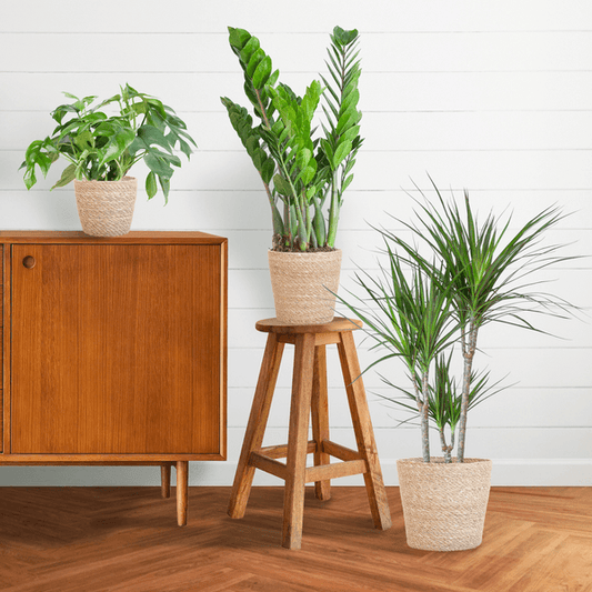 Schaduw Plantenbox medium (3 planten inclusief mand Nila) Plant Greenify