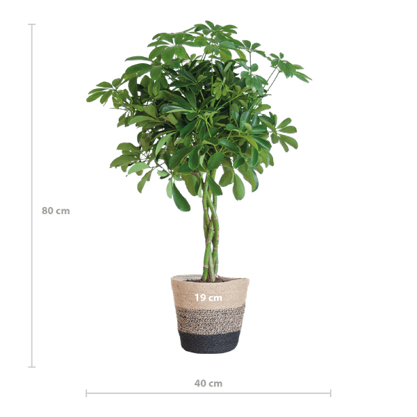 Schefflera Arab Nora met pot 70cm - Ø21) Plant Greenify
