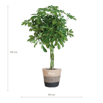Schefflera Arab Nora met pot 70cm - Ø21) Plant Greenify