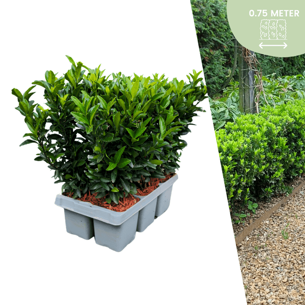 Euonymus 'Green Spire' | Ø 7 cm - 15 cm Plant Greenify