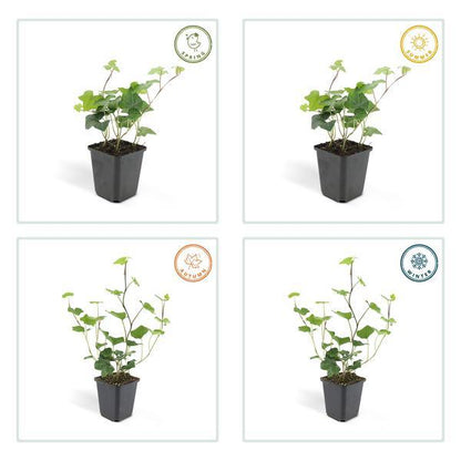 Hedera Hibernica | 10-25cm - Ø9cm Plant Greenify