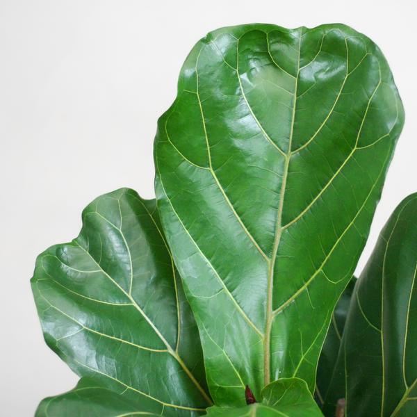 Ficus Lyrata met Yuki pot grijs (80cm - Ø21) Plant Greenify