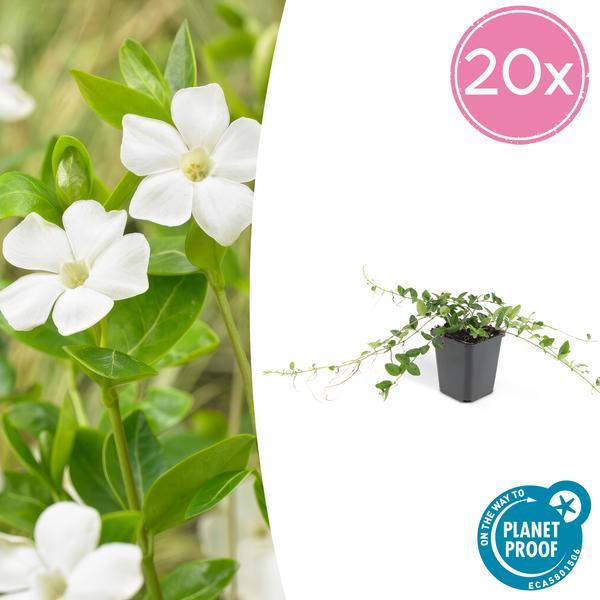 Vinca Minor 'Alba' | 10-25cm - Ø9cm Plant Greenify