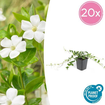 Vinca Minor 'Alba' | 10-25cm - Ø9cm Plant Greenify