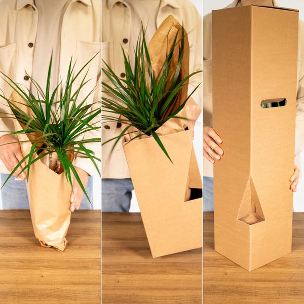 Yucca Elephantipes (85cm - Ø17cm)