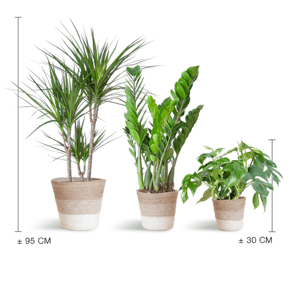 Schaduw Plantenbox medium (3 planten inclusief mand Jimmi wit) Plant Greenify