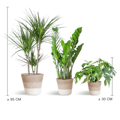 Schaduw Plantenbox medium (3 planten inclusief mand Jimmi wit) Plant Greenify