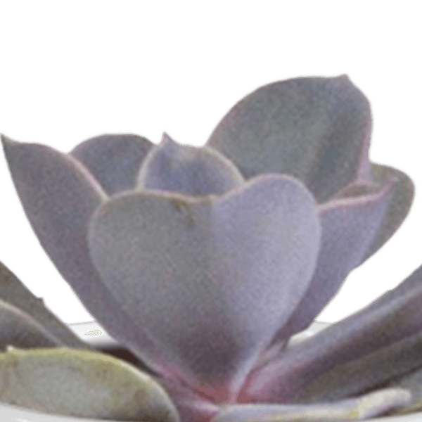 Cactus en vetplanten mix (Ø5.5 cm & in diverse potten) Plant Greenify
