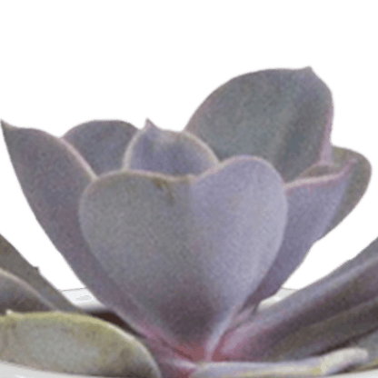 Cactus en vetplanten mix (Ø5.5 cm & in diverse potten) Plant Greenify