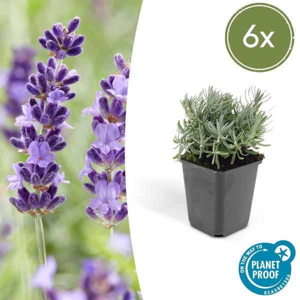 Lavandula 'Hidcote' | 10-25cm - Ø9cm Plant Greenify