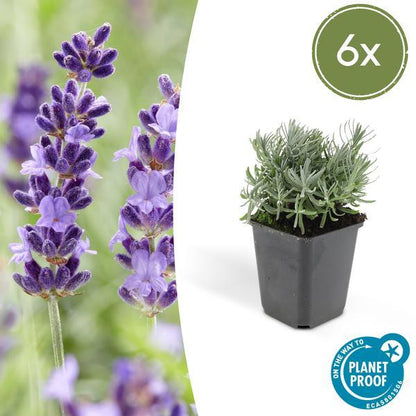 Lavandula 'Hidcote' | 10-25cm - Ø9cm Plant Greenify