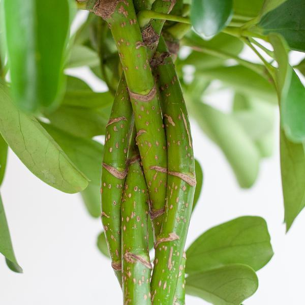 Schefflera Arab Nora met pot 70cm - Ø21) Plant Greenify