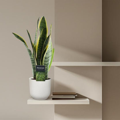 Sansevieria Laurentii - (45 cm - ø12)