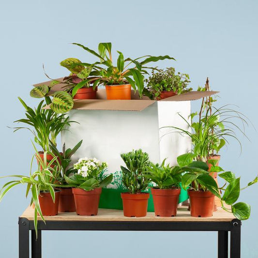 Tweedekans plantenbox (12 stuks met kweekpot) Plant Greenify