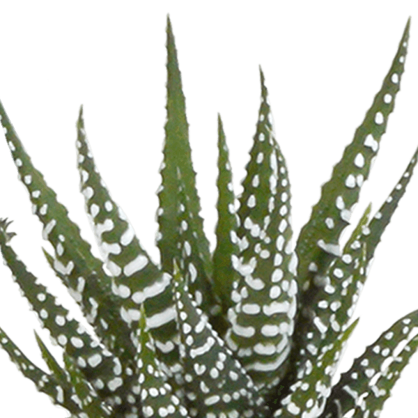 Cactus en vetplanten mix (Ø5.5 cm & in diverse potten) Plant Greenify