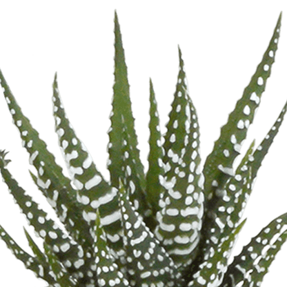 Cactus en vetplanten mix (Ø5.5 cm & in diverse potten) Plant Greenify