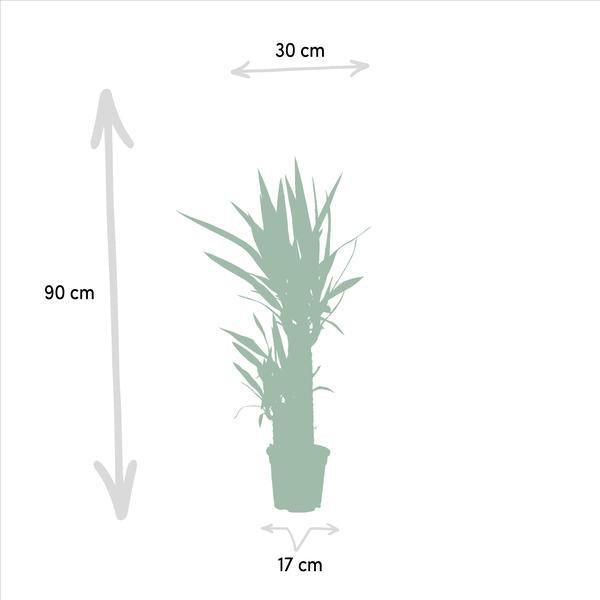 Yucca (90cm - Ø17cm) Plant Greenify