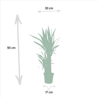 Yucca (90cm - Ø17cm) Plant Greenify