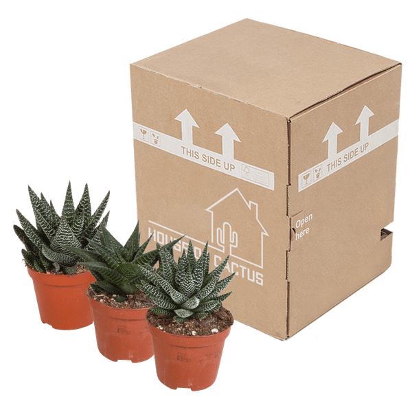 Gasteria/Haworthia mix (Ø8,5cm & diverse potten) Plant Greenify