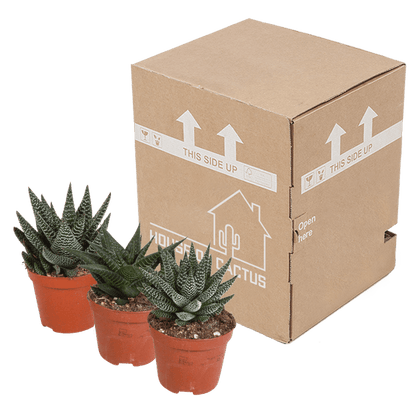 Gasteria/Haworthia mix (Ø8,5cm & diverse potten) Plant Greenify