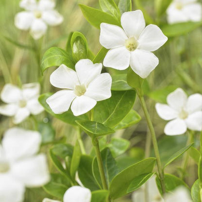 Vinca Minor 'Alba' | 10-25cm - Ø9cm Plant Greenify