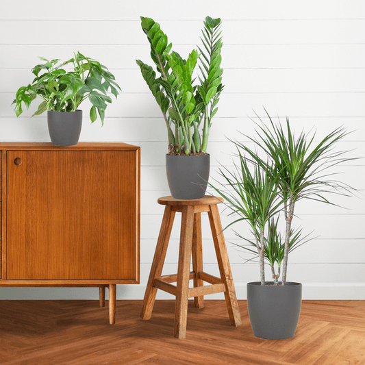 Schaduw Plantenbox medium (3 planten inclusief Yuki pot grijs) Plant Greenify