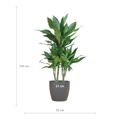 Dracaena Janet Lindt met pot (95cm - Ø21) Plant Greenify