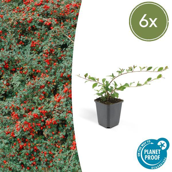 Cotoneaster dammeri | 10-25cm - Ø9cm Plant Greenify