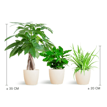Diervriendelijke Plantenbox (3 plantjes inclusief Yuki sierpot Wit Ø12) Plant Greenify