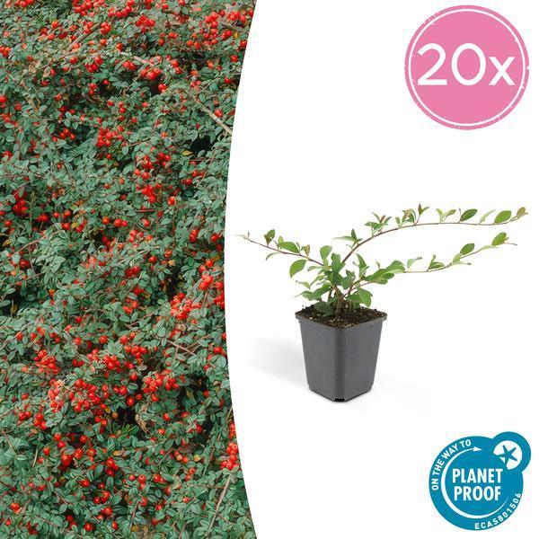 Cotoneaster dammeri | 10-25cm - Ø9cm Plant Greenify