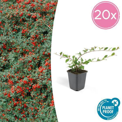 Cotoneaster dammeri | 10-25cm - Ø9cm Plant Greenify