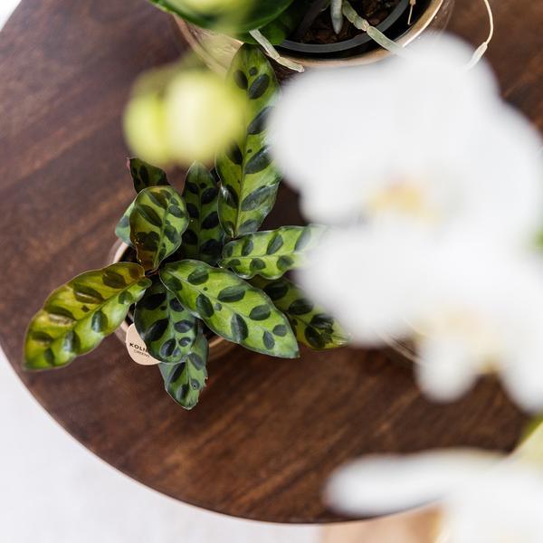 Kleine Calathea Makoyana (Ø9cm) Plant Greenify