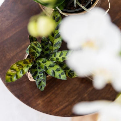 Kleine Calathea Makoyana (Ø9cm) Plant Greenify