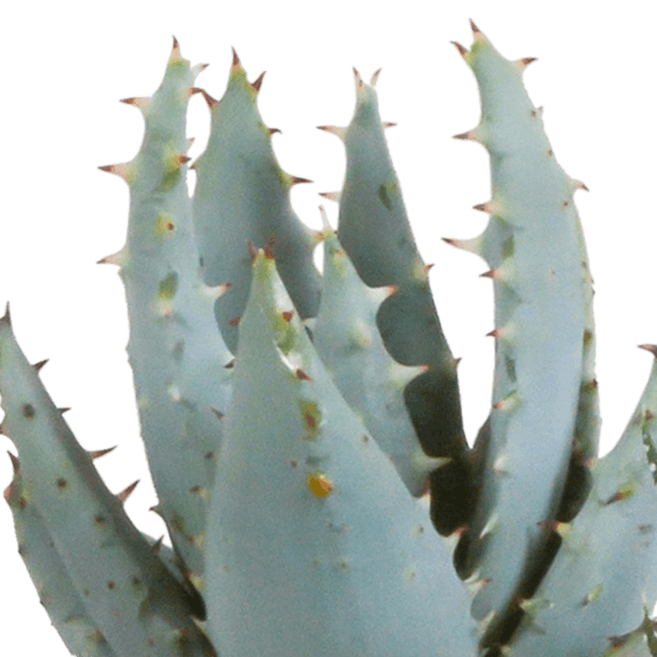 Gasteria/Haworthia mix (Ø5,5cm & in diverse potten) Plant Greenify