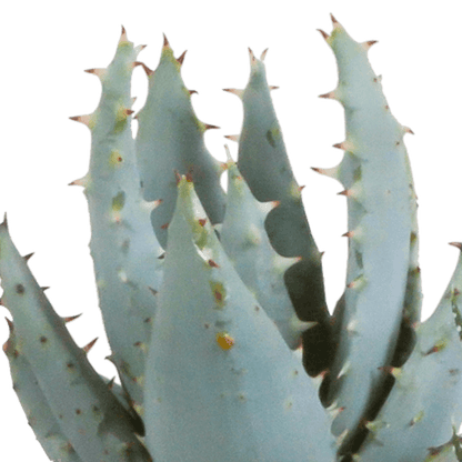 Gasteria/Haworthia mix (Ø5,5cm & in diverse potten) Plant Greenify
