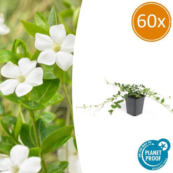 Vinca Minor 'Alba' | 10-25cm - Ø9cm Plant Greenify