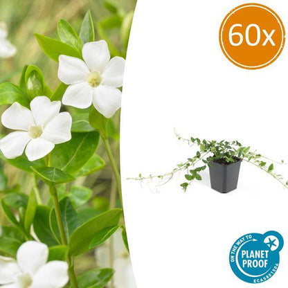 Vinca Minor 'Alba' | 10-25cm - Ø9cm Plant Greenify