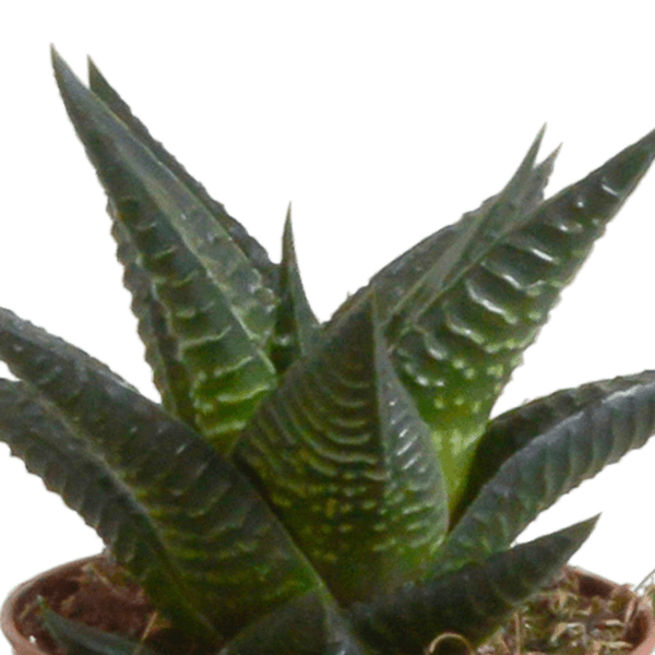 Gasteria/Haworthia mix (Ø5,5cm & in diverse potten) Plant Greenify