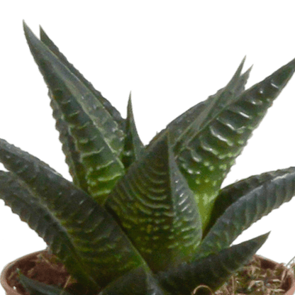 Gasteria/Haworthia mix (Ø5,5cm & in diverse potten) Plant Greenify