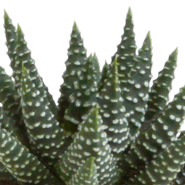Gasteria/Haworthia mix (Ø5,5cm & in diverse potten) Plant Greenify