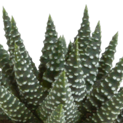 Gasteria/Haworthia mix (Ø5,5cm & in diverse potten) Plant Greenify