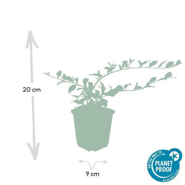 Cotoneaster dammeri | 10-25cm - Ø9cm Plant Greenify